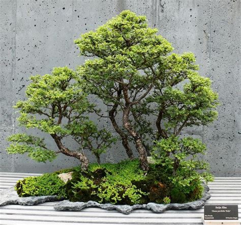 Ulmus Parvifolia Prachtvolle Chinesische Ulme Bonsai Baum Selten