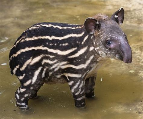 Endangered Baby Tapir Arrives at Bristol Zoo - ZooBorns