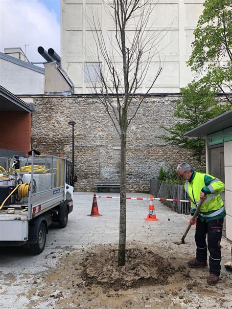 Alexandra Cordebard On Twitter Sophora Fraxinus Prunus Ostrya