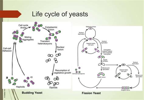 Yeast Geneticsppt