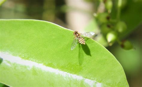 Calligrapher Flies From Bioparque 37000 Melo Departamento De Cerro