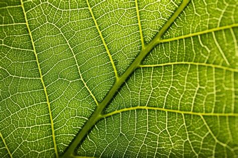 Premium Photo Green Leaf Close Up
