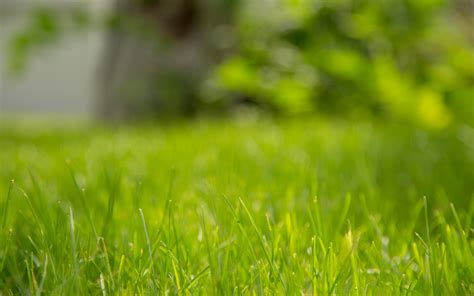 Lawn Care Tips – Mowing • Peace of Mind Tick Control and Landscape Construction