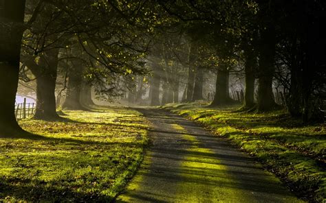 Wallpaper Sunlight Trees Landscape Leaves Night Nature Grass Sky Road Branch Moss