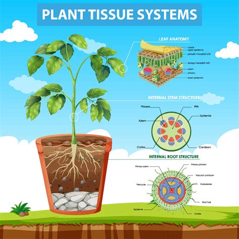 Diagram showing Plant Tissue Systems 1970268 Vector Art at Vecteezy