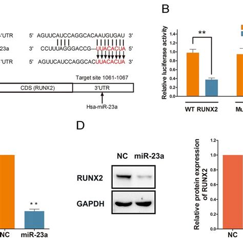 Runx2 Is Directly Targeted And Regulated By Mir 23a A Download