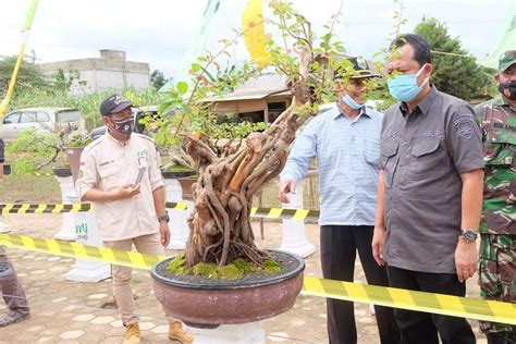 Wabup BBS Secara Resmi Buka Pameran Dan Kontes Bonsai Berita Media Online