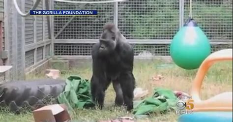 Former Companion To Koko The Gorilla In Zoo Custody Battle Cbs San