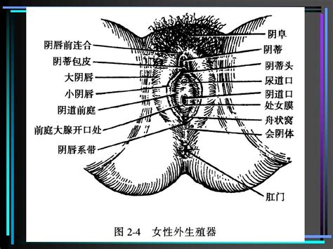 01女性生殖系统解剖1word文档在线阅读与下载无忧文档