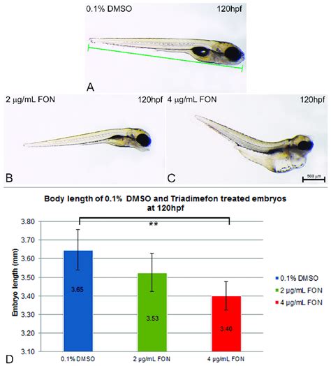 Zebrafish Embryo Length Is Affected By Triadimefon Exposure A C