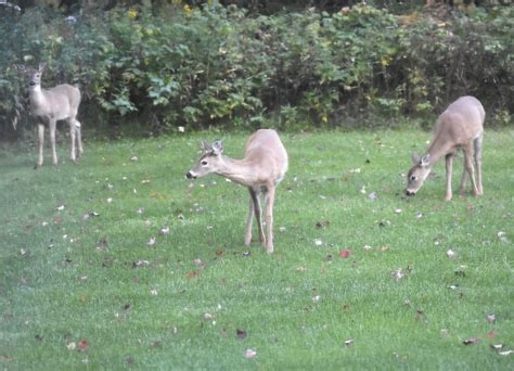 As Seasons Change So Do Deer Coats News Sports Jobs The Daily News