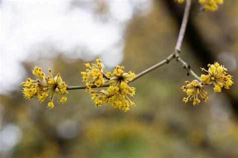 Zweige Mit Bl Ten Der Europ Ischen Kornelkirsche Cornus Mas Im Fr Hjahr