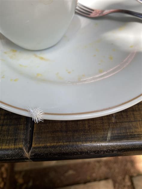 Little ball of fuzz? : r/whatsthisbug