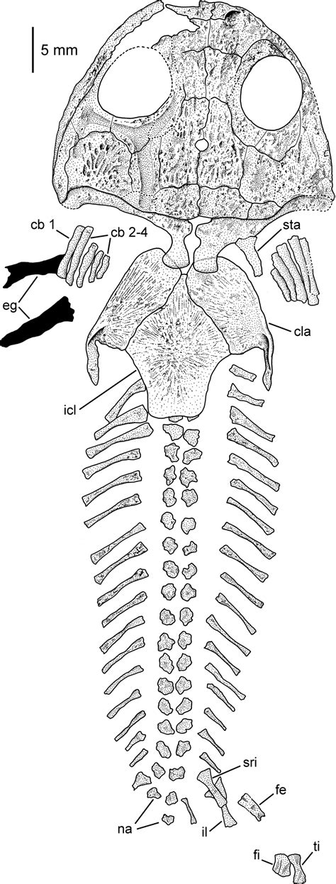 figure  interpretative drawing   complete specimen