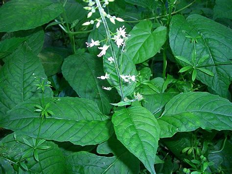 Enchanter's Nightshade - Circaea lutetiana - Wildflowers in an English ...