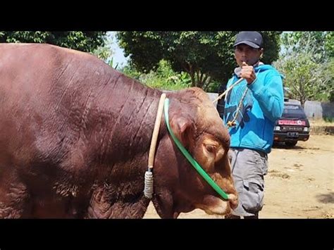 Dpt Calon Qurban Harga Murah Sepi Pembeli Harga Murah Pasar