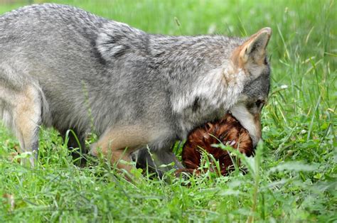 Banco De Imagens Natureza Grama Região Selvagem Animal Canino