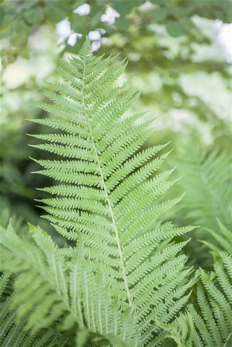 Athyrium Filix Femina