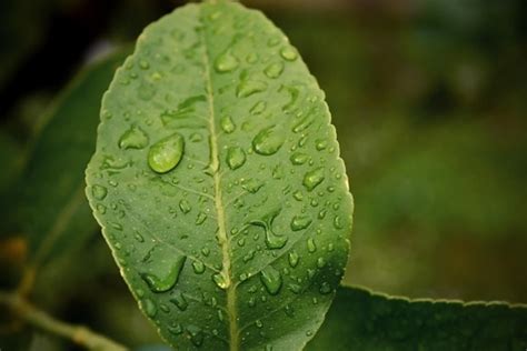 Kostenlose Bild Wassertropfen Regenzeit Feuchtigkeit Regentropfen