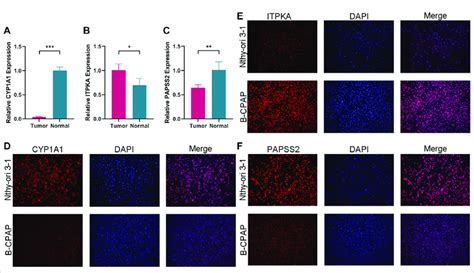 The Expression Levels Of CYP1A1 A ITPKA B And PAPSS2 C In Tumor