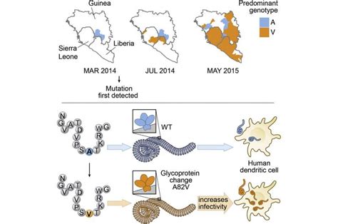 Ebola Adapted To Better Infect Humans During 2013 2016 Epidemic