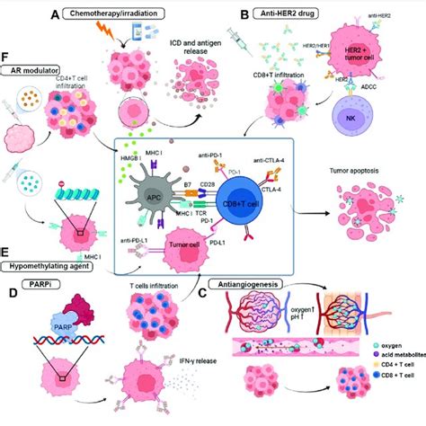 PDF Combinatorial Strategies With PD 1 PD L1 Immune Checkpoint