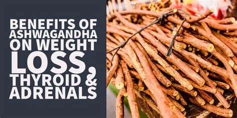 Benefits of Ashwagandha on Weight Loss, Thyroid & Adrenals