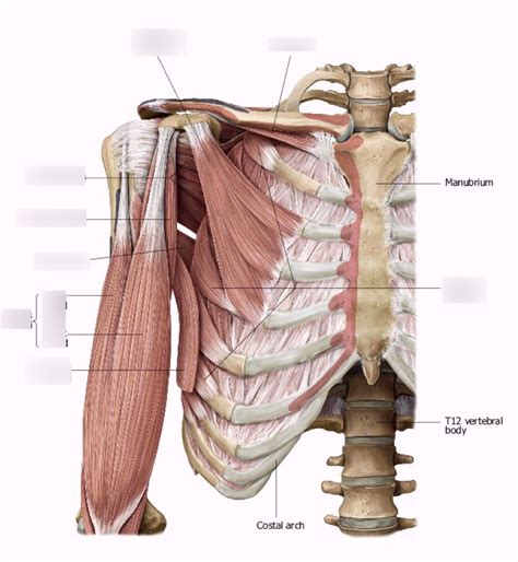 Anterior Shoulder Muscles - Deep Diagram | Quizlet