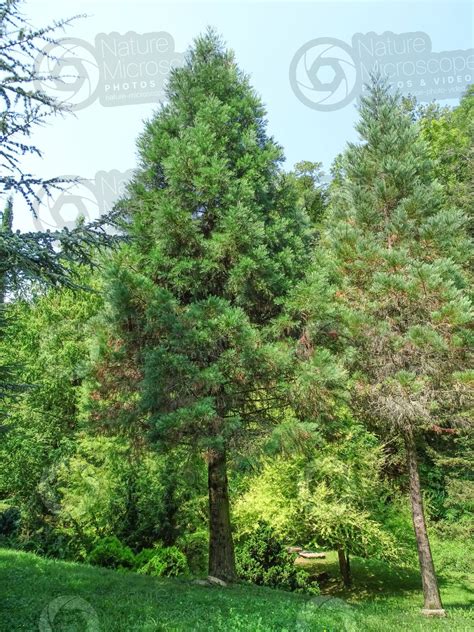 Sequoiadendron Giganteum Giant Sequoia Tree Sequoiadendron