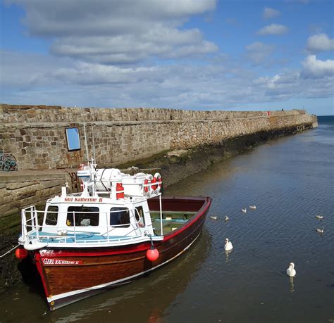 Tour Perth Harbour And Swans Scotland Tour Perth Scotland