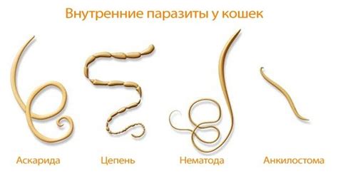 Картинки глистов (30+ фото) • Бесплатные картинки