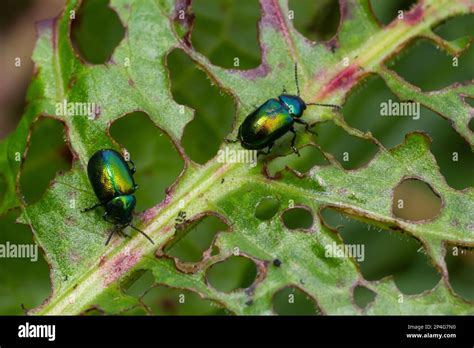 Colorful Dogbane Leaf Beetle Chrysochus Auratus On Big Green Leaf Stock
