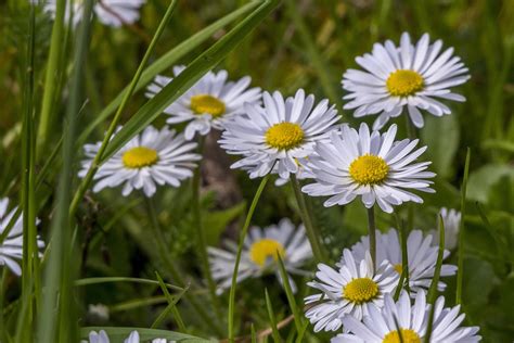 Ces 8 fleurs comestibles sont faciles à faire pousser dans votre jardin