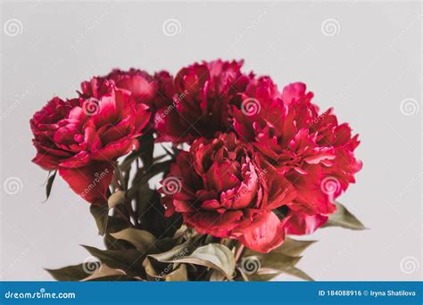 Closeup Of Red Peonies Bouquet In A Vase On Grey Background Stock