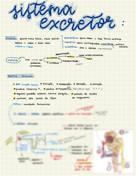 Solution Sistema Excretor Studypool