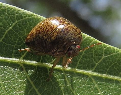 Kudzu Bug Megacopta Cribraria Bugguidenet