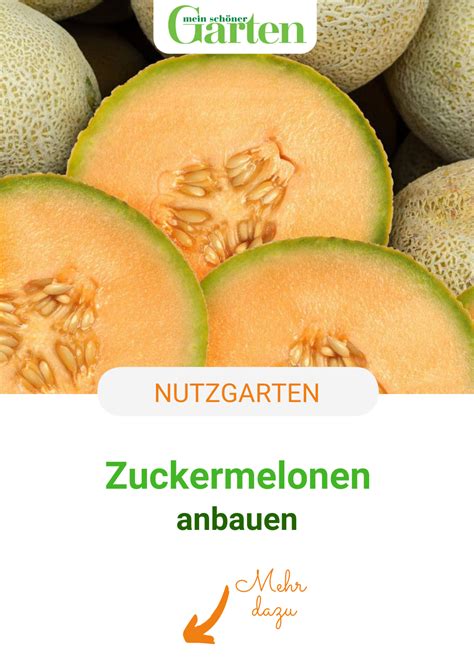 Zuckermelonen Anbauen S E Fr Chte F R Den Sommer Zuckermelone