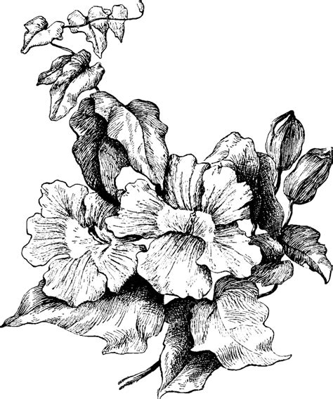 Thunbergia Grandiflora Vintage Ilustração Desenho Videira Vintage Vetor