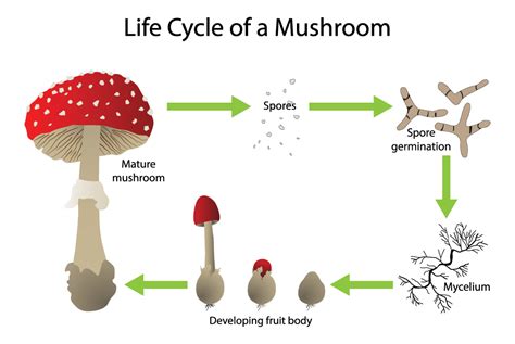 Explain The Life Cycle Of Mushroom