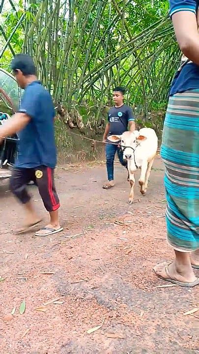 আমি তো গরু কিনছি তাই যে দেখে সে জিগায় কত নিছে ভাই Youtube