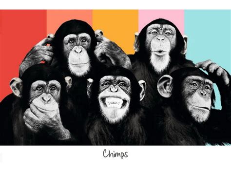 Maxiposter 61 Cm X 91 5 Cm The Chimp Compilation Koupit V OBI