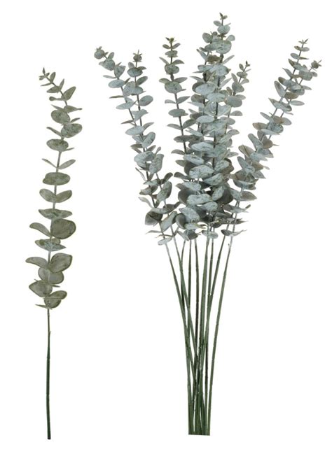 Dusted Euc Spray 10x Stems Lotus Imports Limited Lotus Imports Ltd