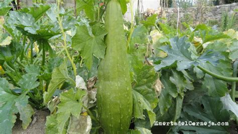 Cómo cultivar una esponja vegetal o luffa Huerta del Corneja