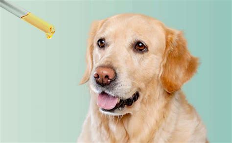 Donner Un M Dicament Son Chien Astuces Et Conseils