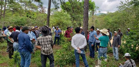 Fomenta Estrategia De Aprovechamiento De Resina Y Manejo Forestal No