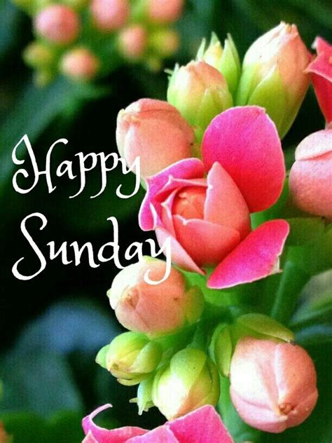 100 Happy Sunday Wishes Messages And Quotes Artofit