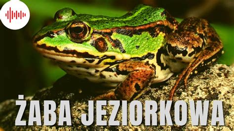 Aba Jeziorkowa Odg Osy I D Wi Ki Jakie Wydaje Aba Jeziorkowa Jak