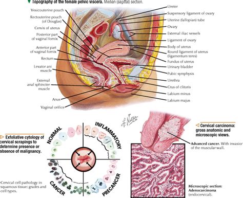 FEMALE REPRODUCTIVE SYSTEM Basicmedical Key