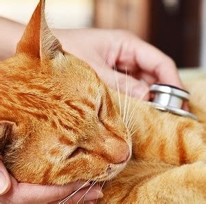 Know about the Various Cat Flu Symptoms – A2Z Pets Info