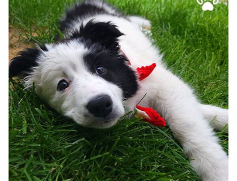How To Socialize Your Puppy With Environment Dogo App